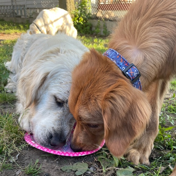 Please Read description🐾💙💚 - Picture 12 of 13